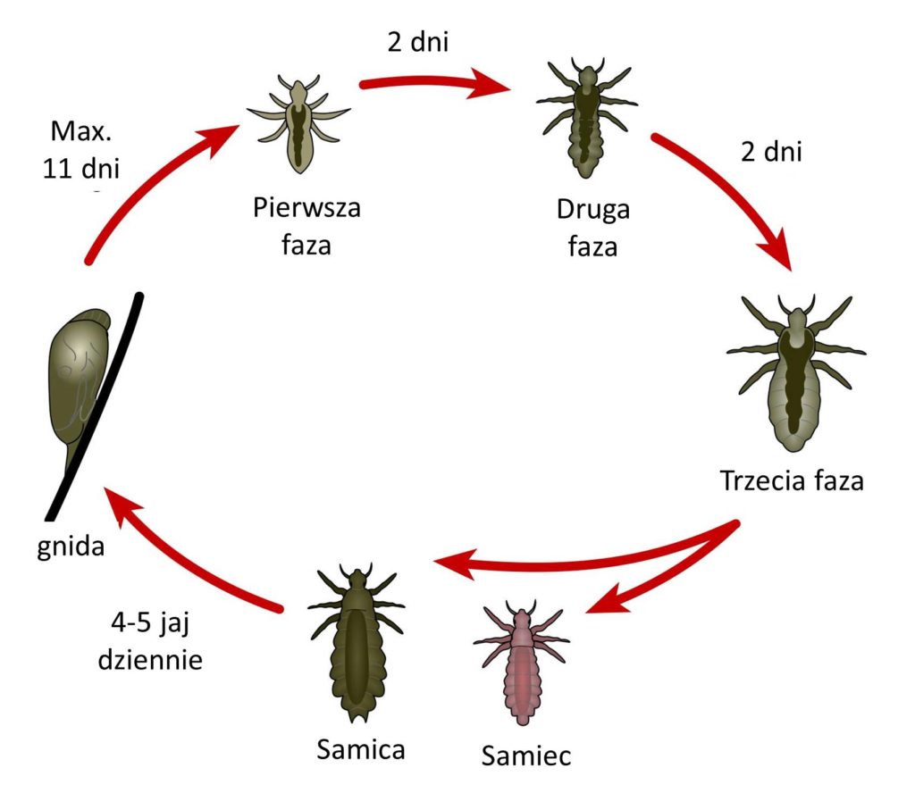 abri form pieluchomajtki